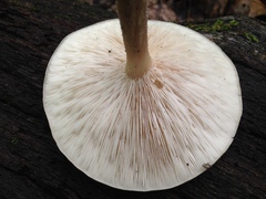 Melanoleuca alboflavida