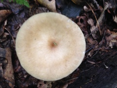 Melanoleuca alboflavida