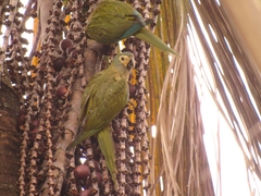Orthopsittaca manilatus