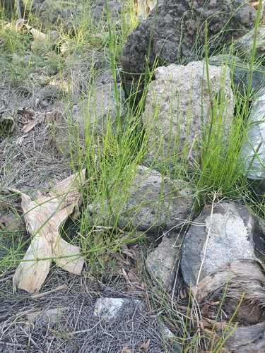 Equisetum ramosissimum image