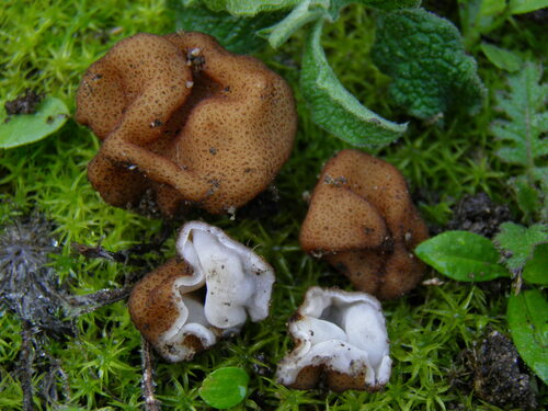 Representative image of Geopora clausa