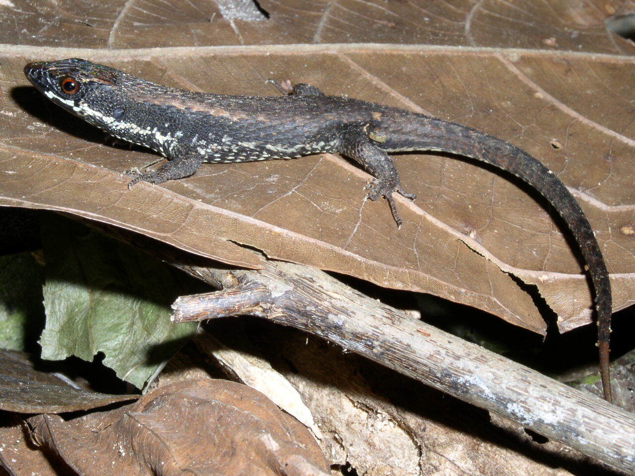 Alopoglossus atriventris Duellman, 1973