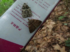 Zanclognatha laevigata