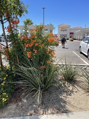 Hesperaloe
