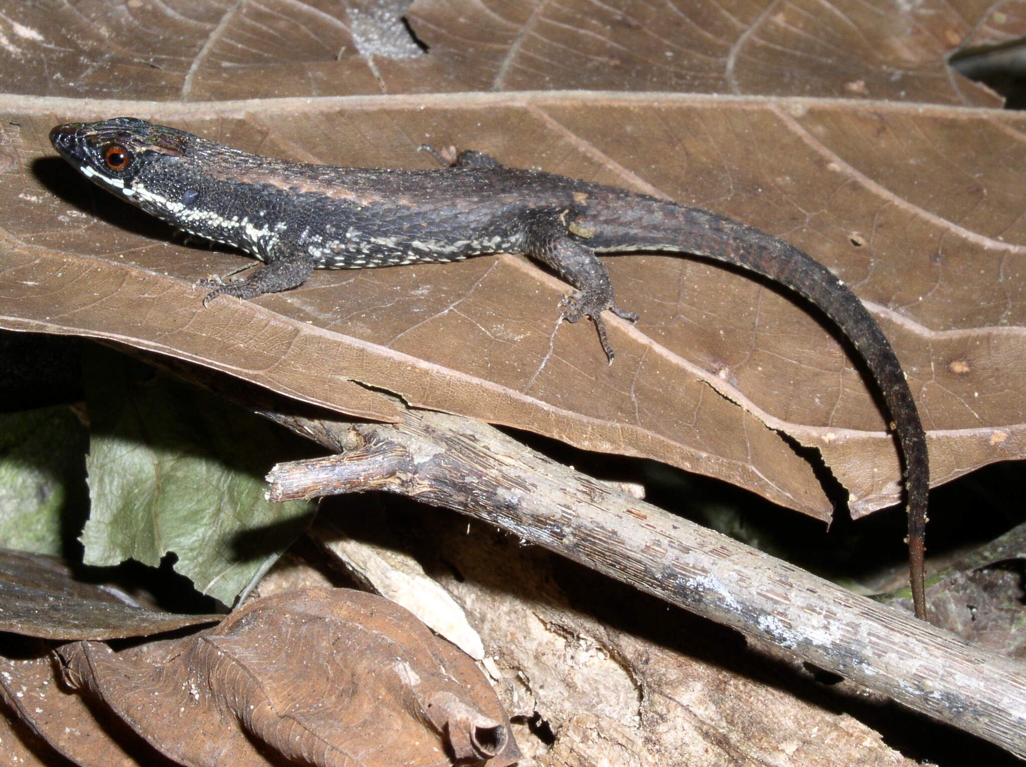 Alopoglossus atriventris Duellman, 1973