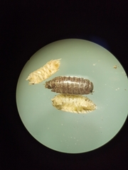 Trichoniscus pusillus