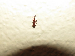 Brentinae