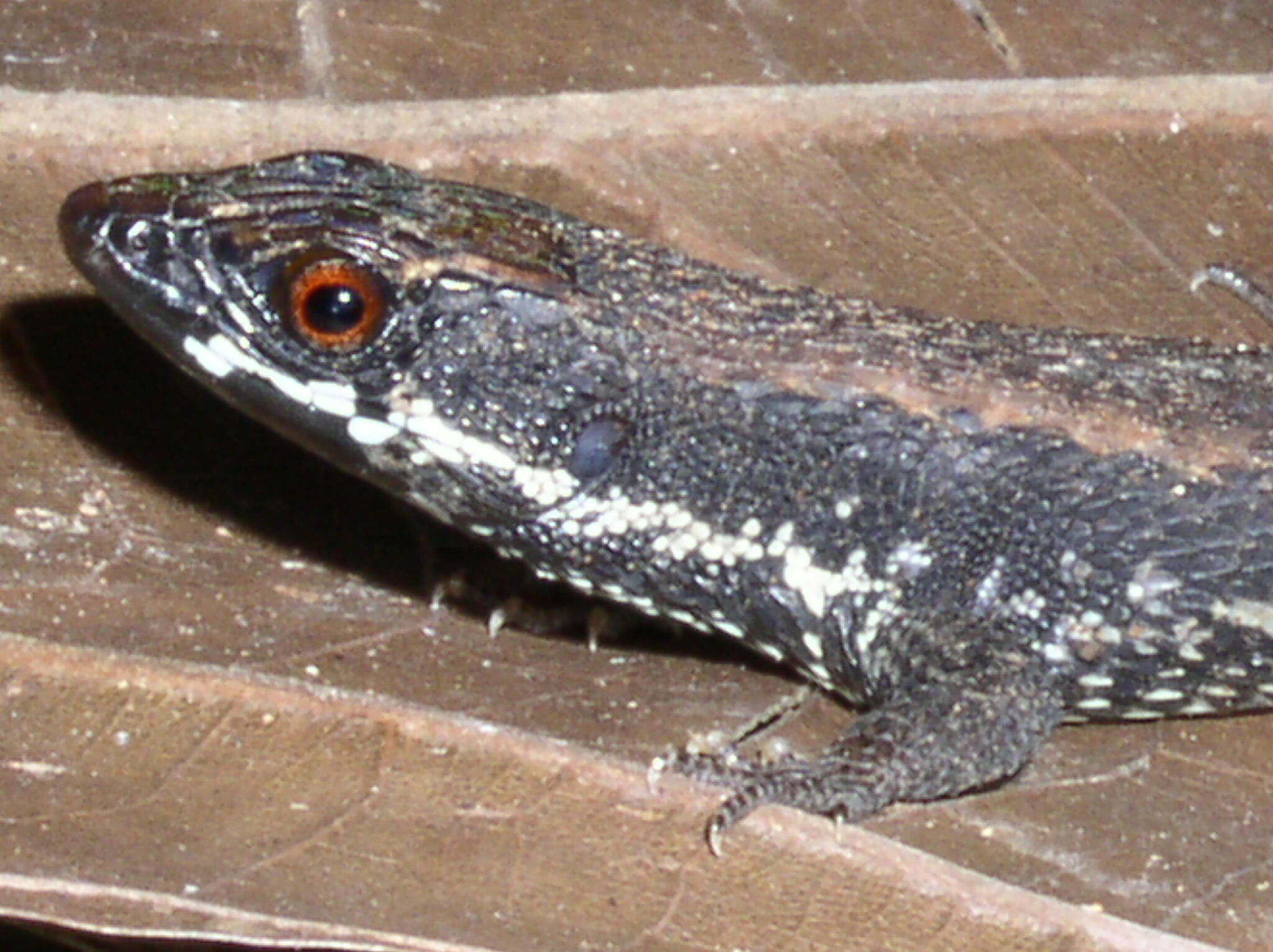 Alopoglossus atriventris Duellman, 1973