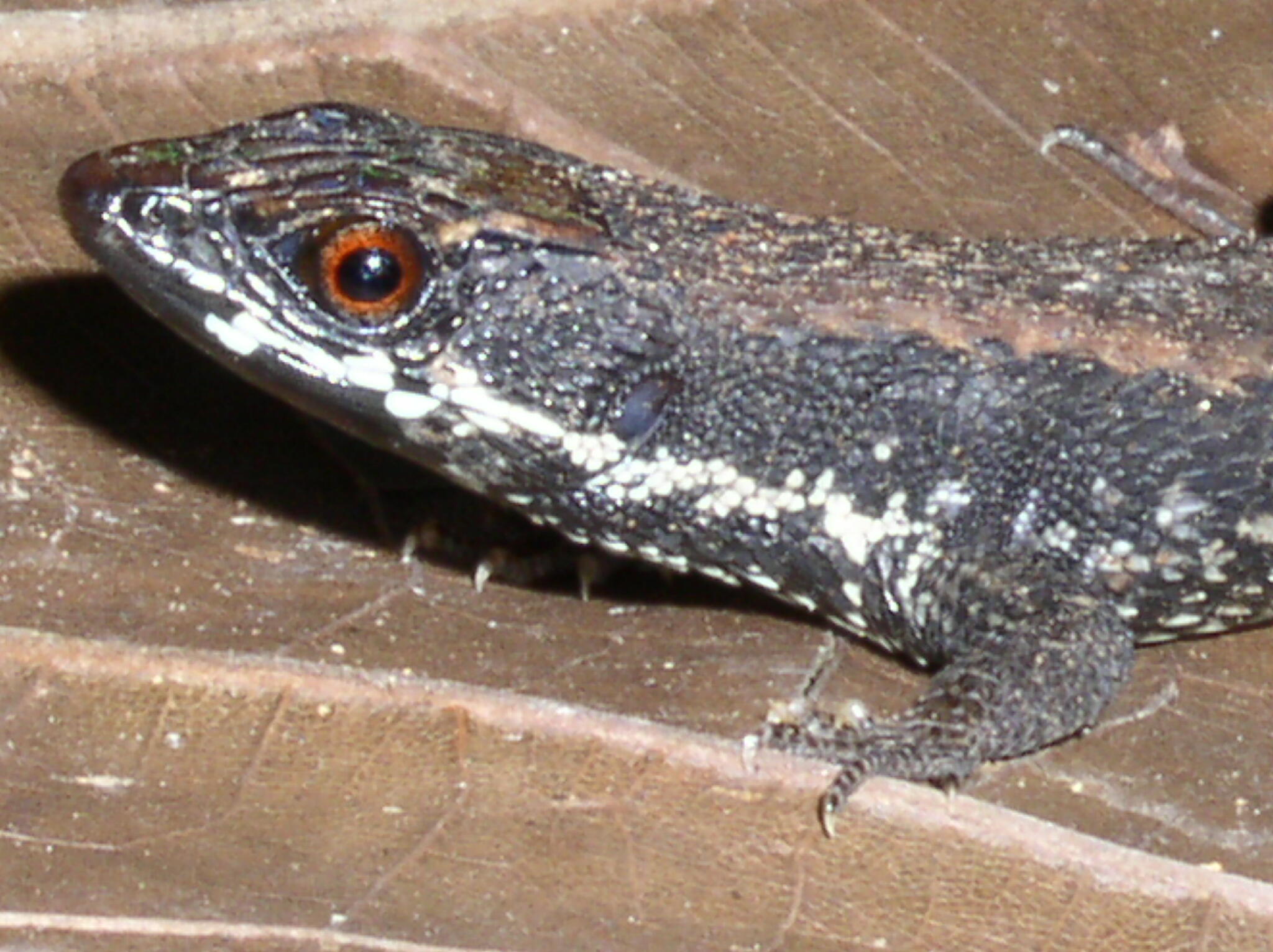 Alopoglossus atriventris Duellman, 1973