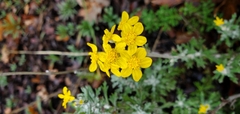 Eriophyllum confertiflorum