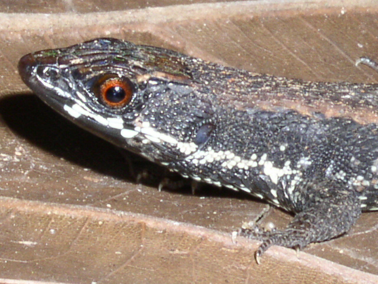 Alopoglossus atriventris Duellman, 1973