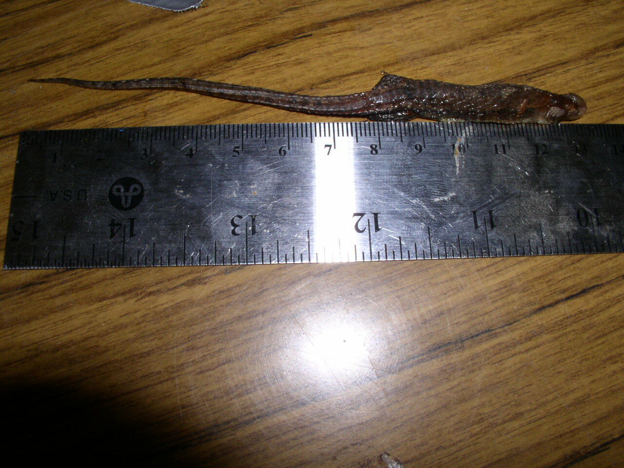 Alopoglossus atriventris Duellman, 1973