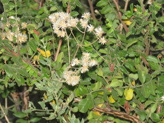Bebbia atriplicifolia