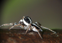 Leptofreya ambigua