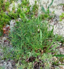 Erigeron hyssopifolius