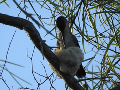 Anthracothorax dominicus