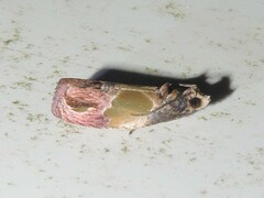 Eumarozia malachitana