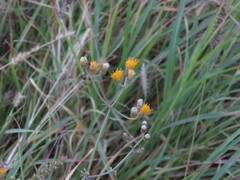 Bebbia atriplicifolia