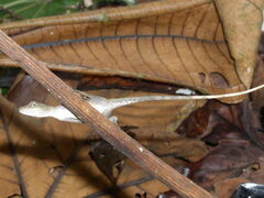Anolis fuscoauratus