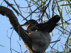 Anthracothorax dominicus