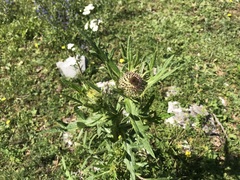 Cirsium eriophorum