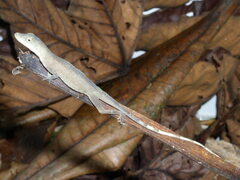 Anolis fuscoauratus