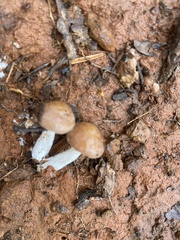 Psathyrella piluliformis