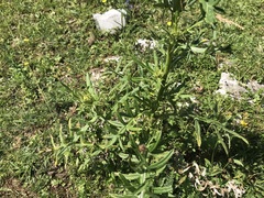 Cirsium eriophorum