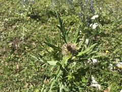 Cirsium eriophorum