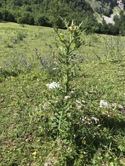 Cirsium eriophorum