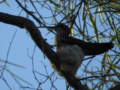 Anthracothorax dominicus