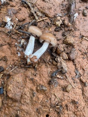 Psathyrella piluliformis