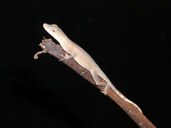 Anolis fuscoauratus