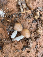 Psathyrella piluliformis