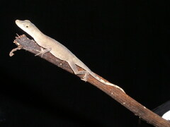Anolis fuscoauratus
