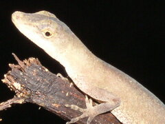 Anolis fuscoauratus