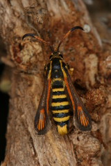 Bembecia psoraleae