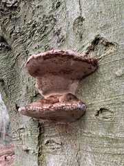 Polyporaceae