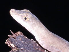 Anolis fuscoauratus