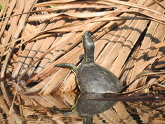 Trachemys venusta venusta