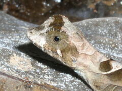 Anolis scypheus
