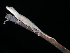Anolis fuscoauratus