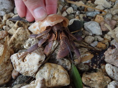 Coenobita brevimanus