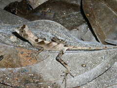 Anolis scypheus