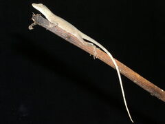 Anolis fuscoauratus