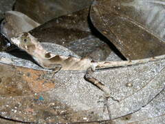 Anolis scypheus