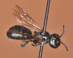 Ceratina calcarata