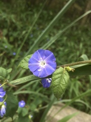 Jacquemontia corymbulosa