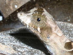 Anolis scypheus