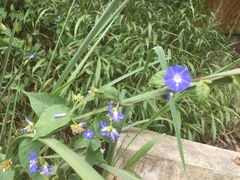 Jacquemontia corymbulosa